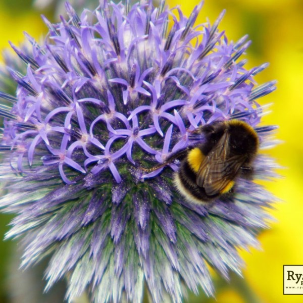 Honey to the&nbsp;Bee