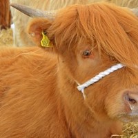 Highland Cattle
