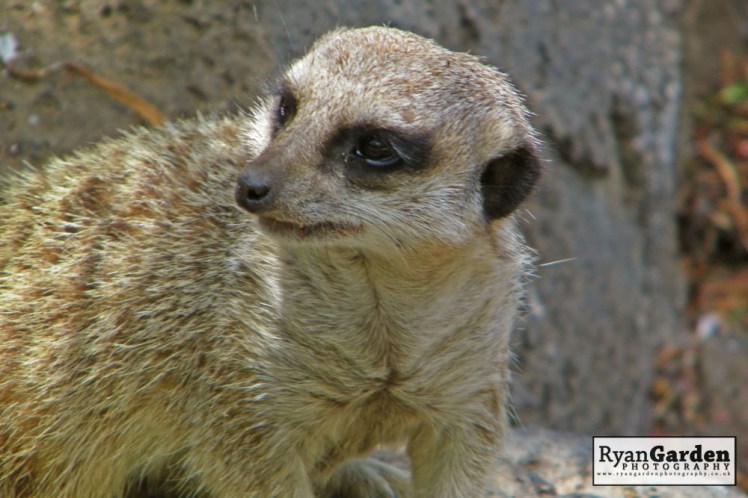 Wildlife06