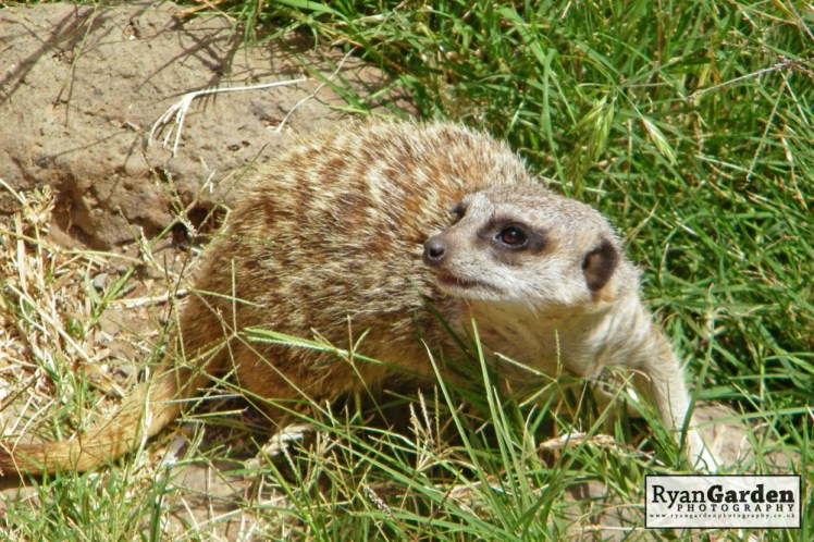 Wildlife07