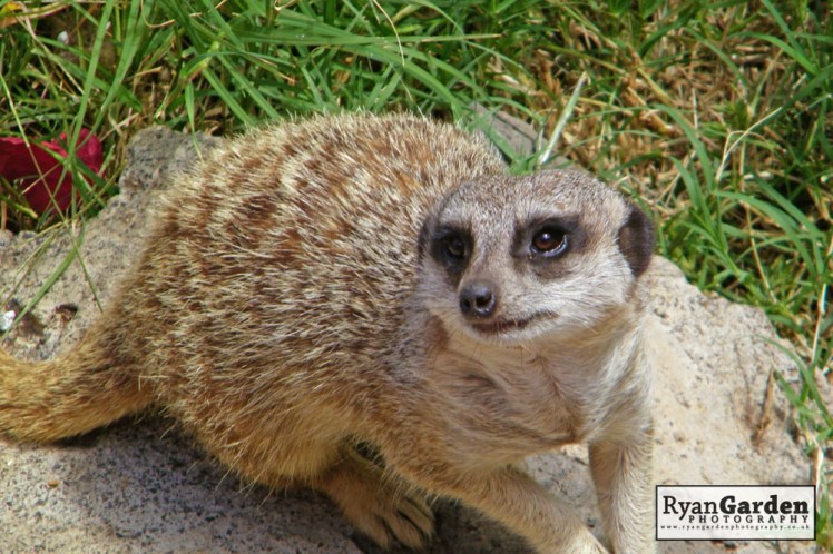 Wildlife08