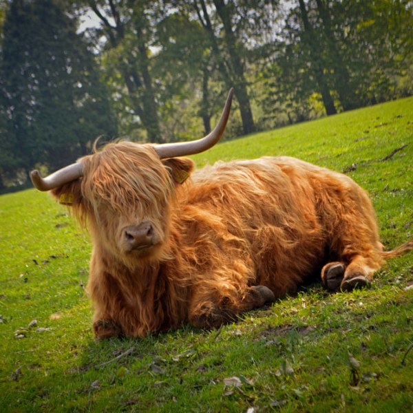 Highland Coo’s