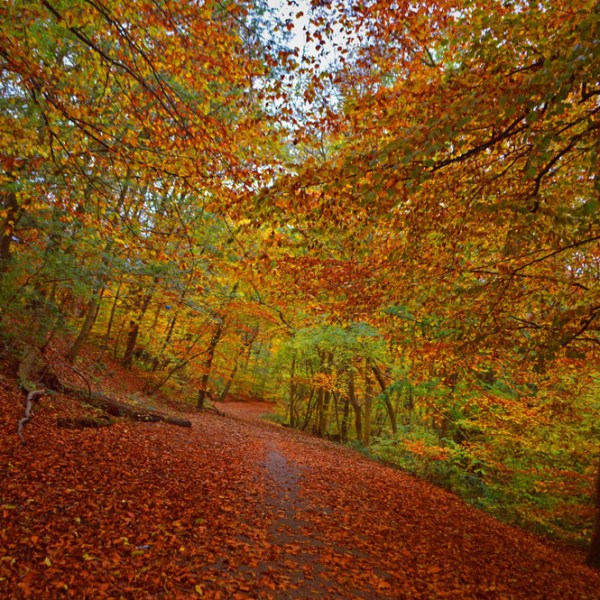 Autumn Woodland