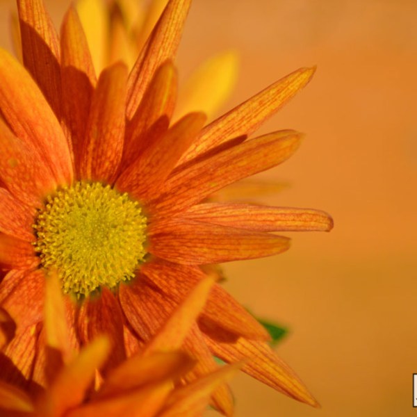 Last Hint of&nbsp;Summer