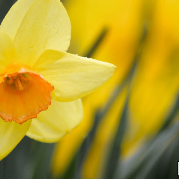 First Daffodils of&nbsp;Spring
