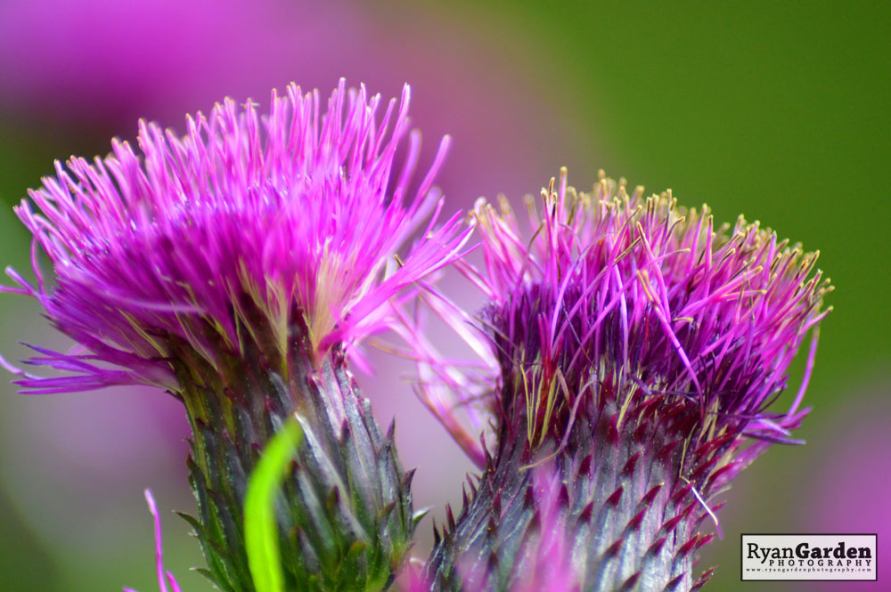 Thistles