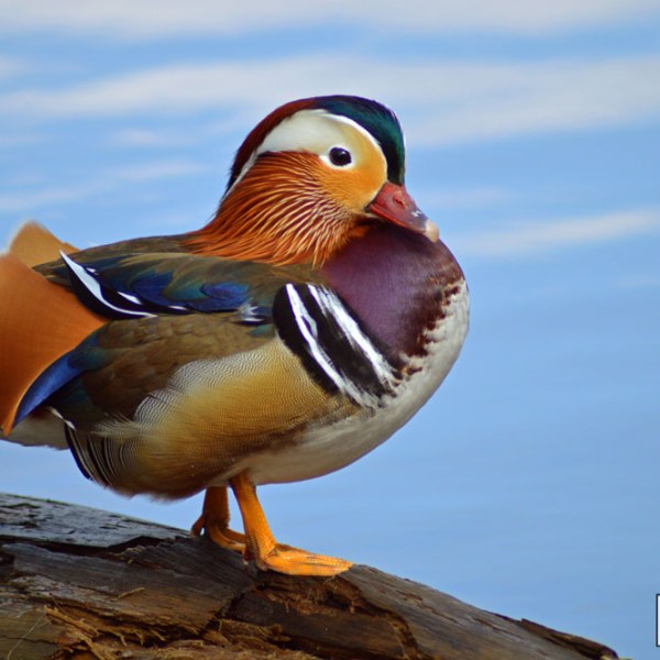 Mandarin Duck