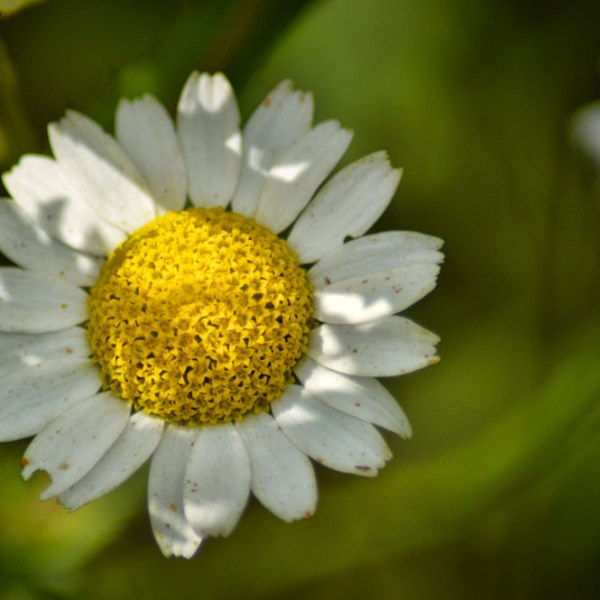 Wild Flowers of&nbsp;Summer