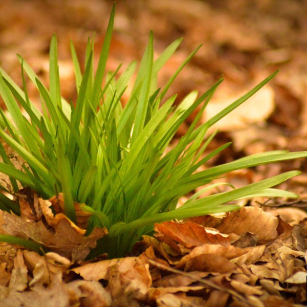 First Sign of&nbsp;Spring