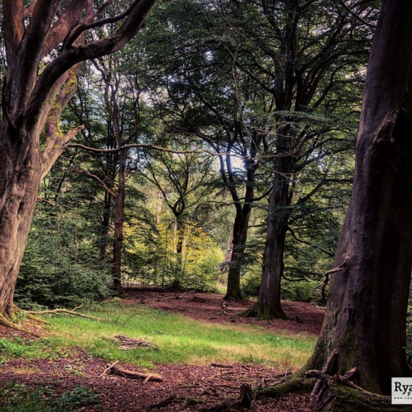 Ecclesall Woods