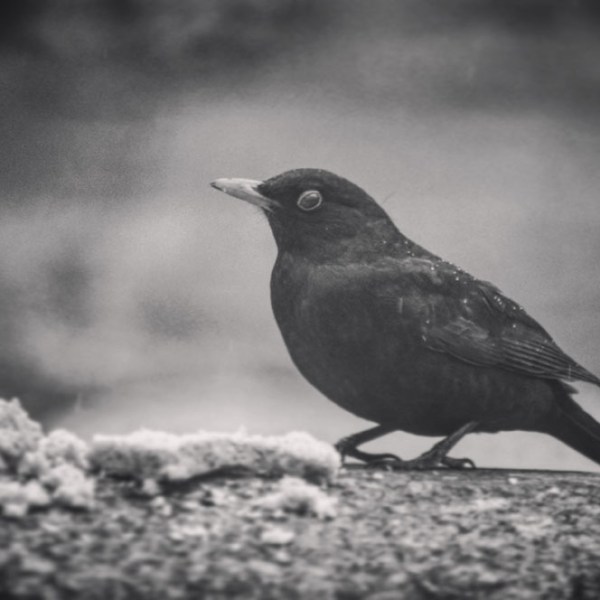 Blackbird on the&nbsp;Wall