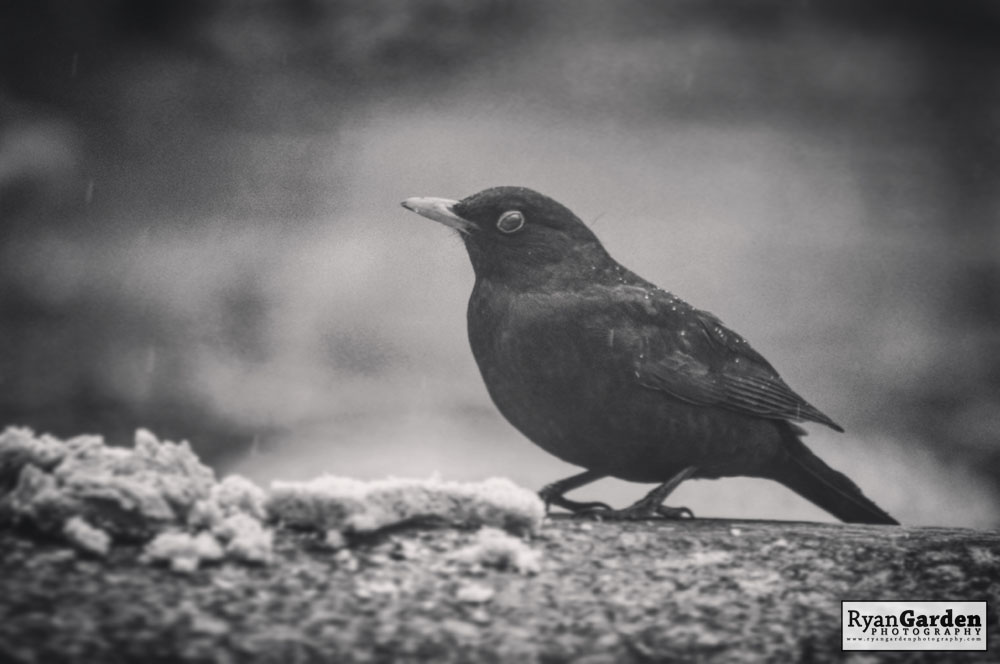 Blackbird on the&nbsp;Wall