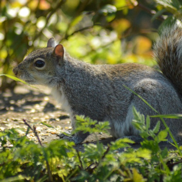 Woodland Squirrel
