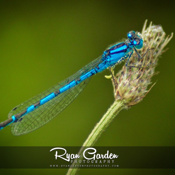 Azure Damselfly