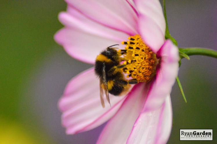 Bumblebee on Cosmos