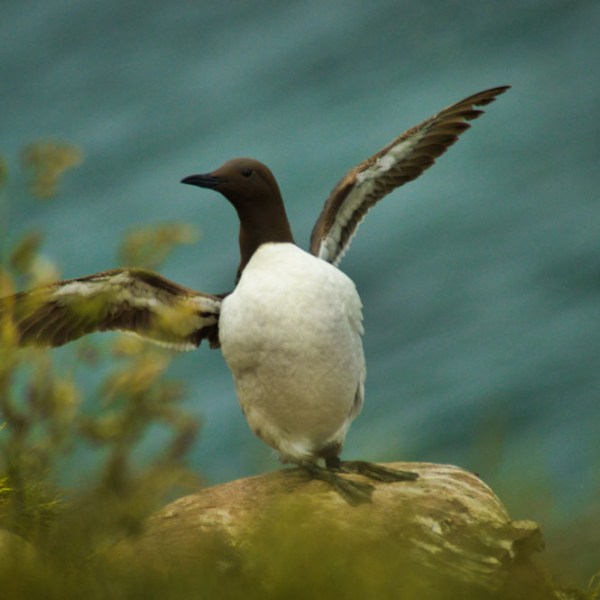 Common Guillemot
