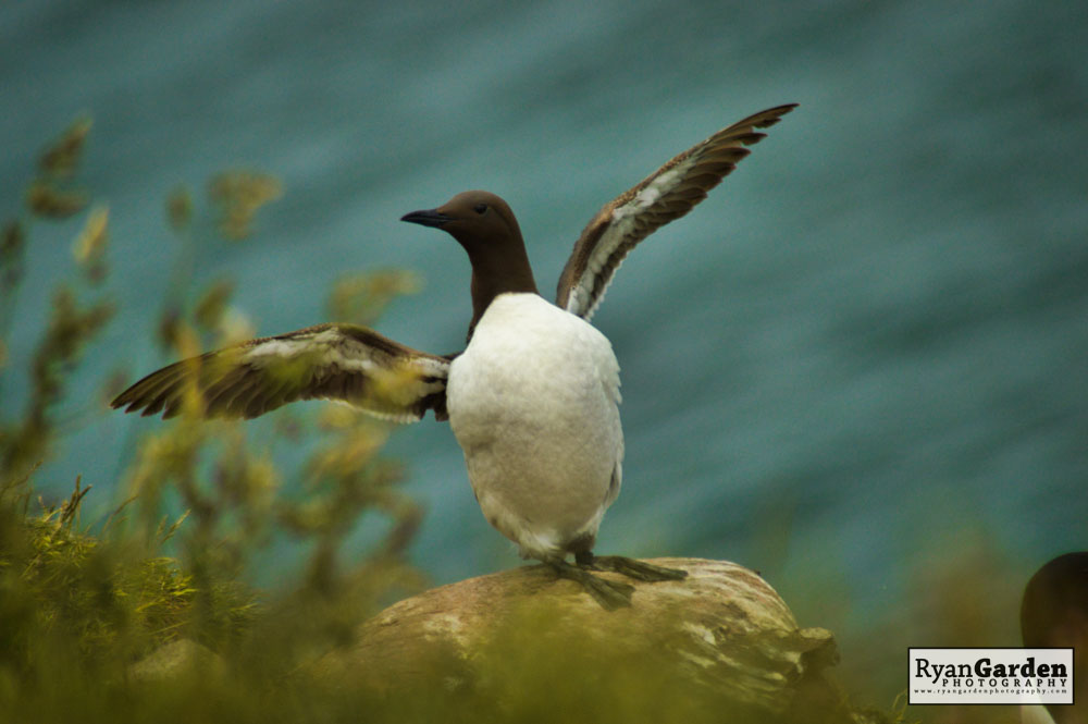 Common Guillemot