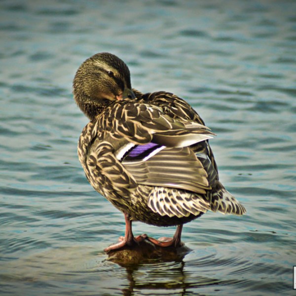 Female Mallard