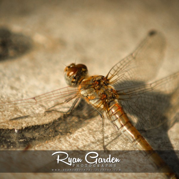 Common Darter