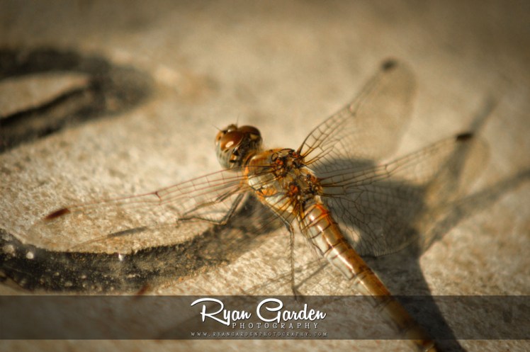 Common Darter