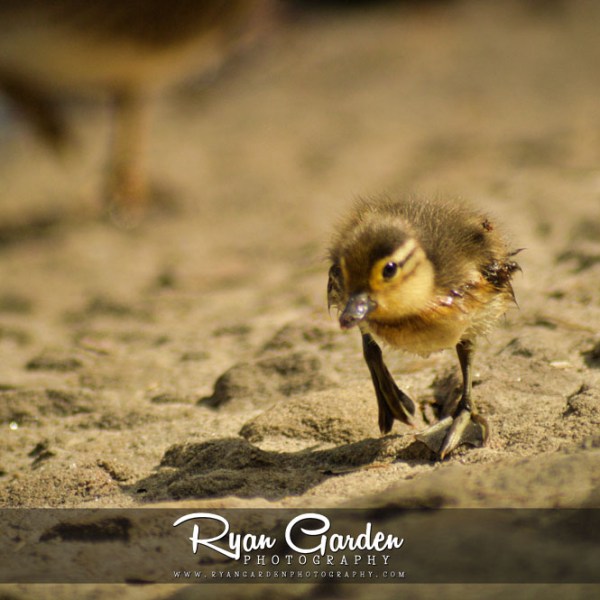 Little Duckling
