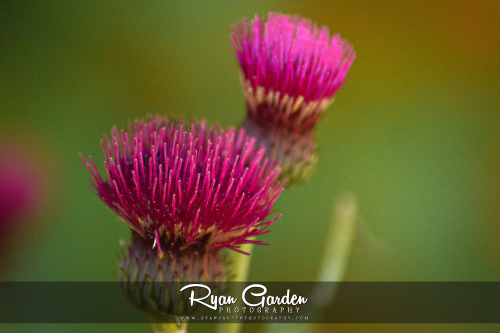 Flower of Scotland