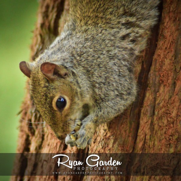 Squirrel in the&nbsp;Woods