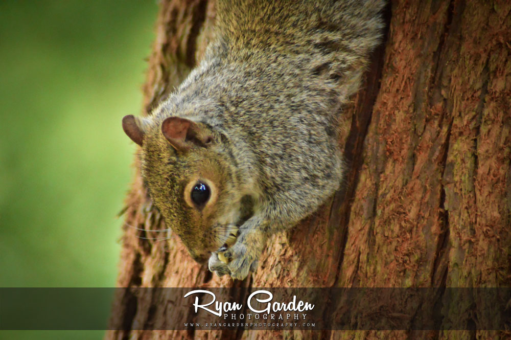 Squirrel in the&nbsp;Woods