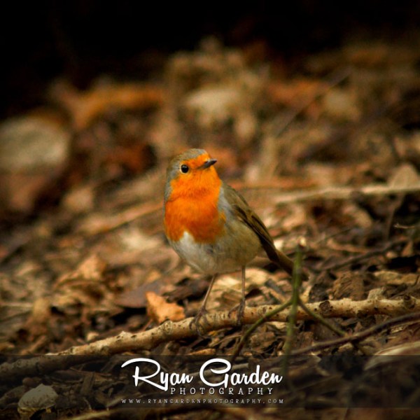 Little Robin
