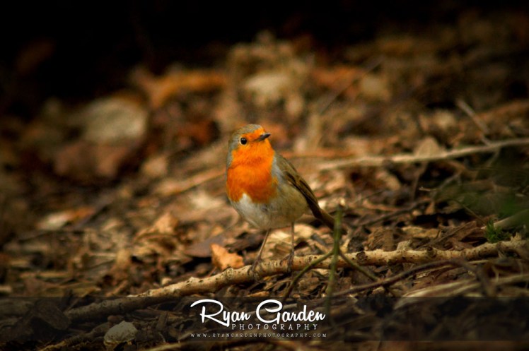 Little Robin