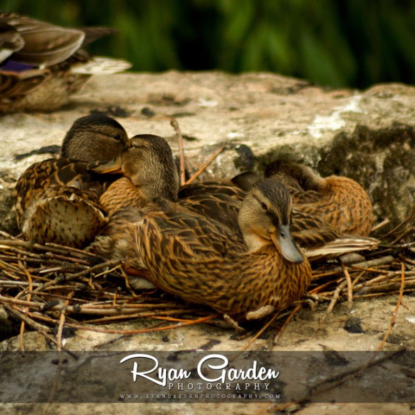 Nesting Ducks