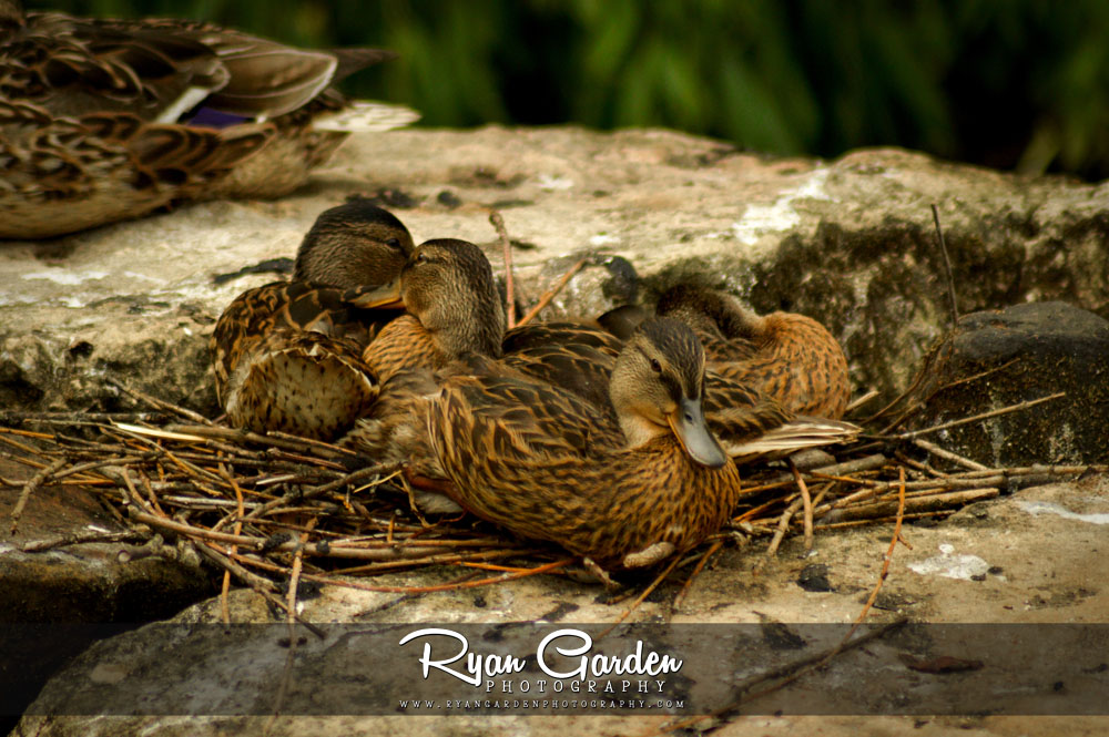 Nesting Ducks
