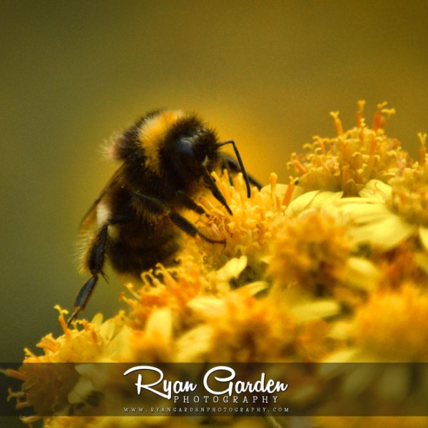 The Bumblebee &&nbsp;Ragwort