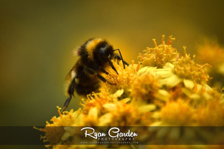 The Bumblebee &&nbsp;Ragwort