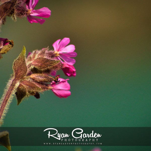 Red Campion