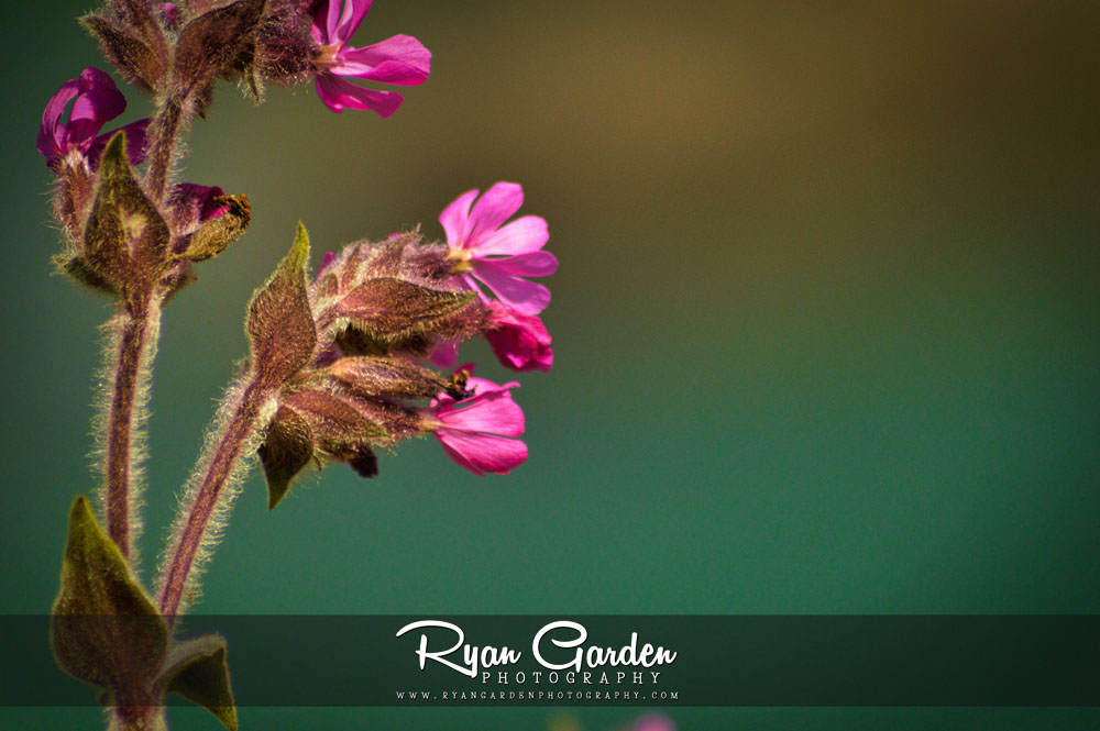 Red Campion