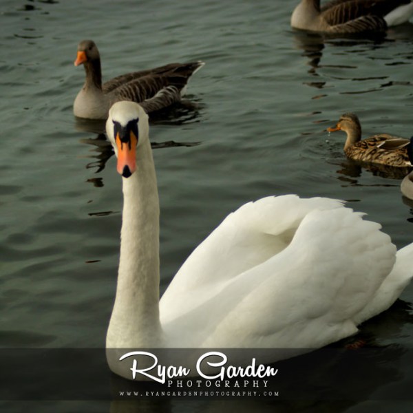 Swan & Goose