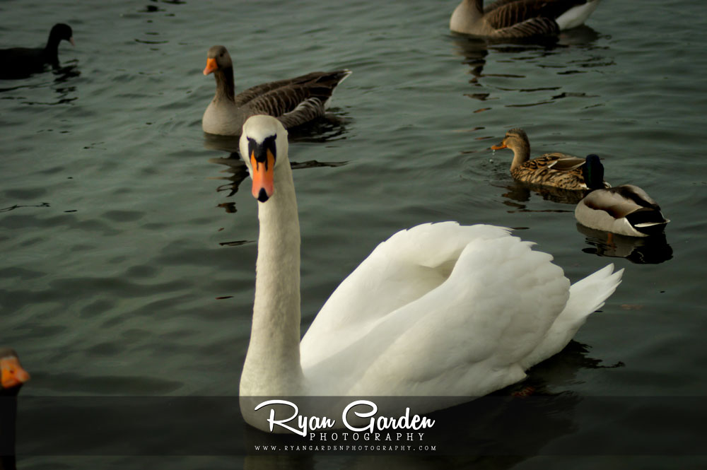 Swan & Goose