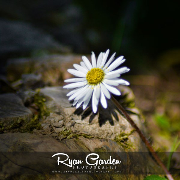 Daisy in the&nbsp;Woods