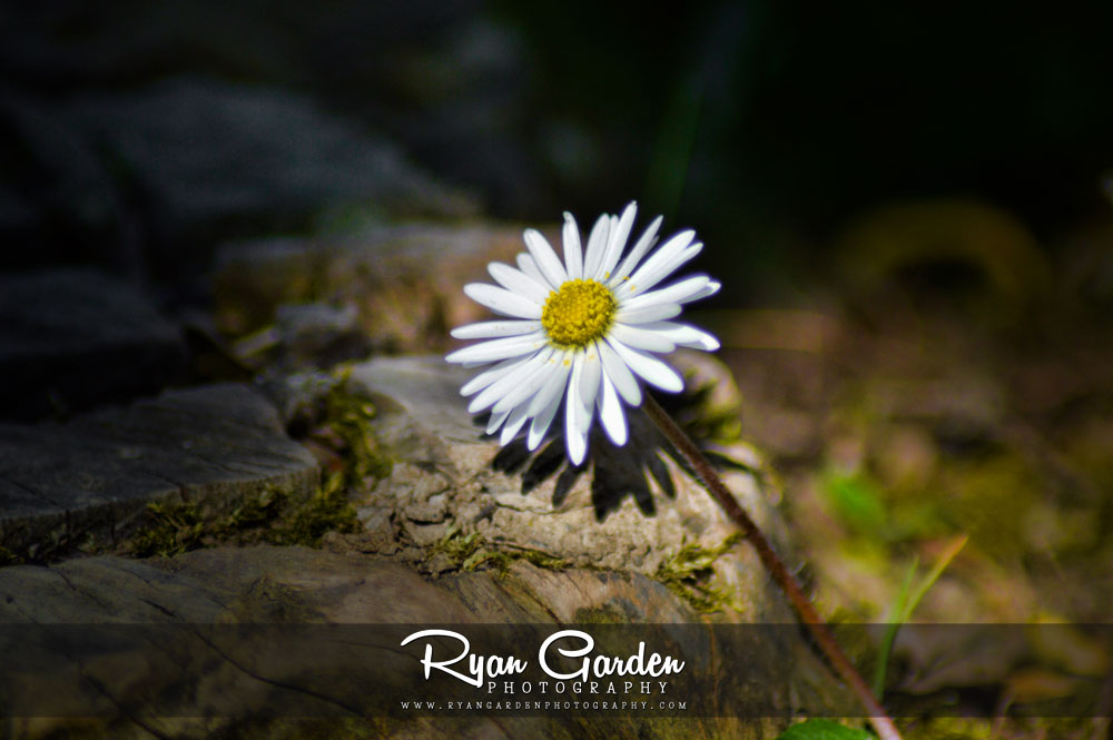 Daisy in the&nbsp;Woods