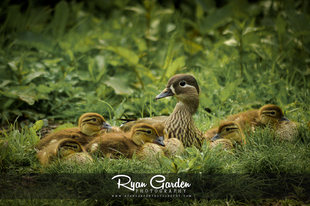Mandarin & Ducklings