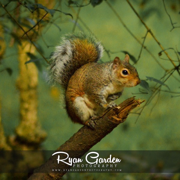 Squirrel in the&nbsp;Woods