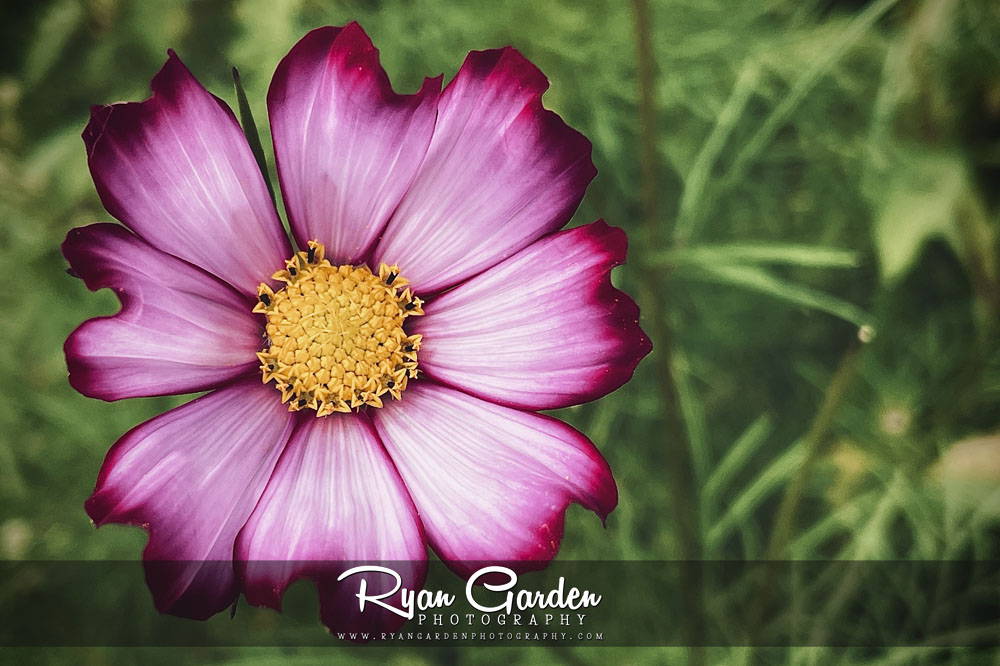 Wild Pink Cosmos