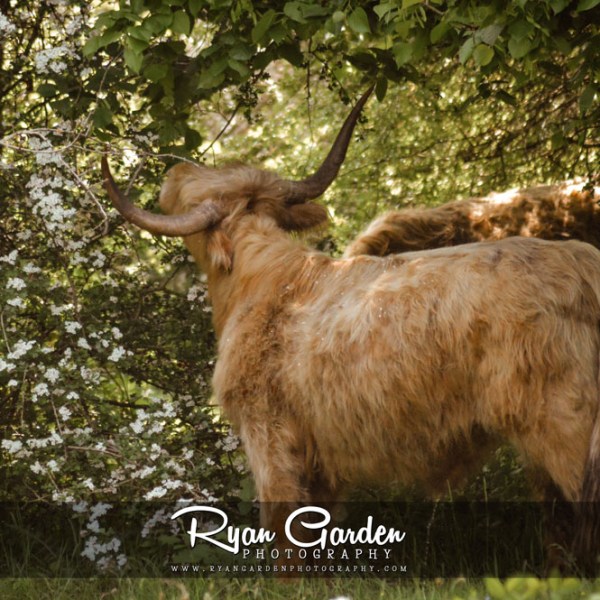 YSP Highland Cattle