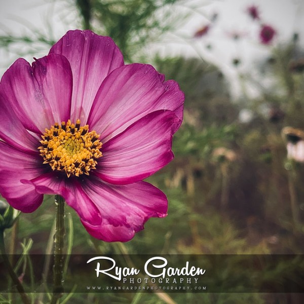 Wildflowers Holding On