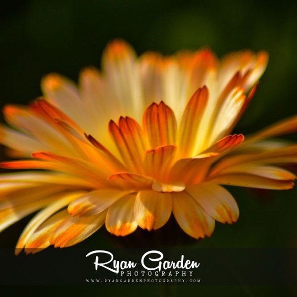 Barberton Daisies