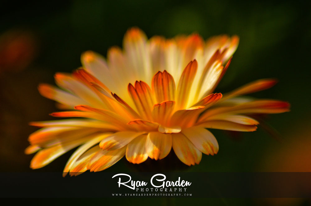 Barberton Daisies
