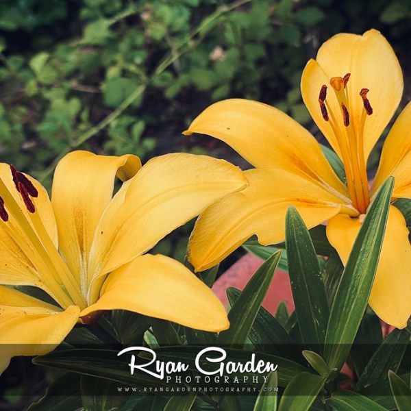 Yellow Lilies: Hint of&nbsp;Summer