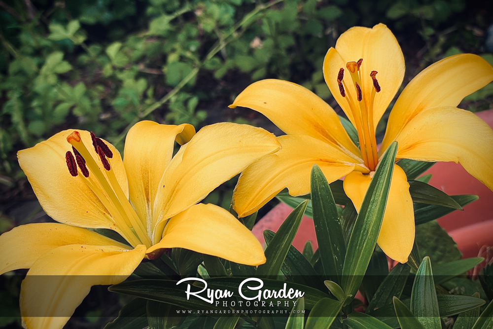 Yellow Lilies: Hint of&nbsp;Summer