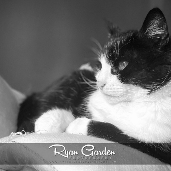 Whiskers in the&nbsp;Quiet